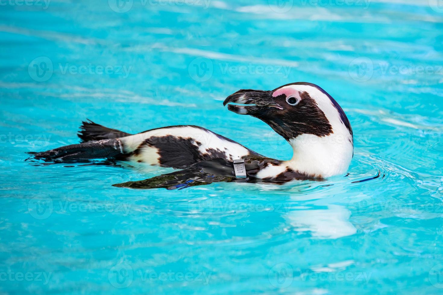 African penguin. Bird and birds. Water world and fauna. Wildlife and zoology. photo