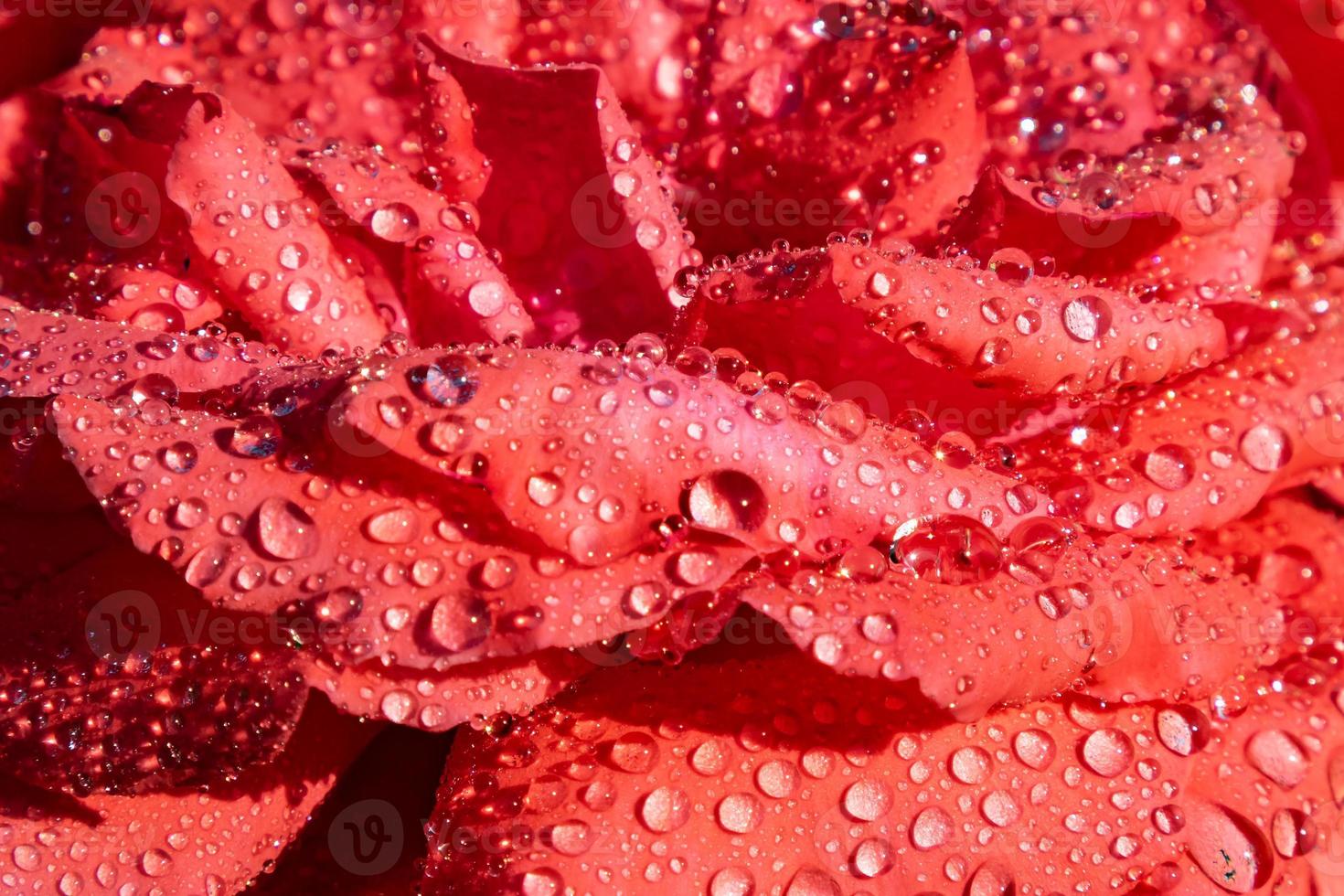 flor rosa rosa en el jardín con fondo verde. plantas, hierbas y hortalizas. fotografía de naturaleza. foto