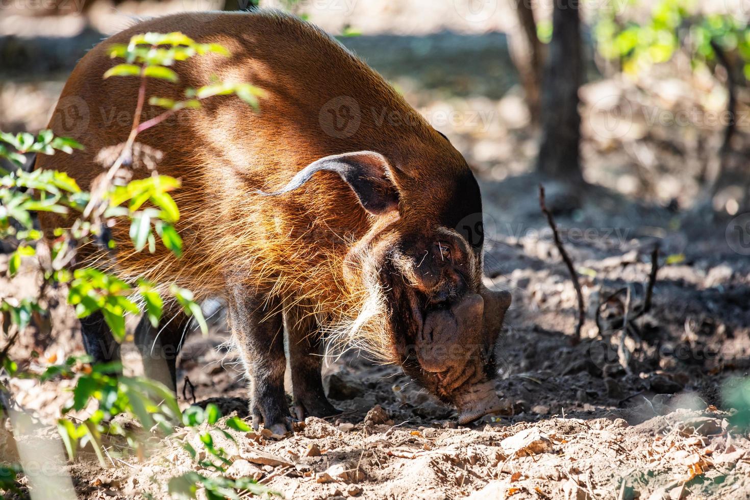 cerdo de río rojo. mamíferos y mamíferos. mundo terrestre y fauna. fauna y zoología. foto