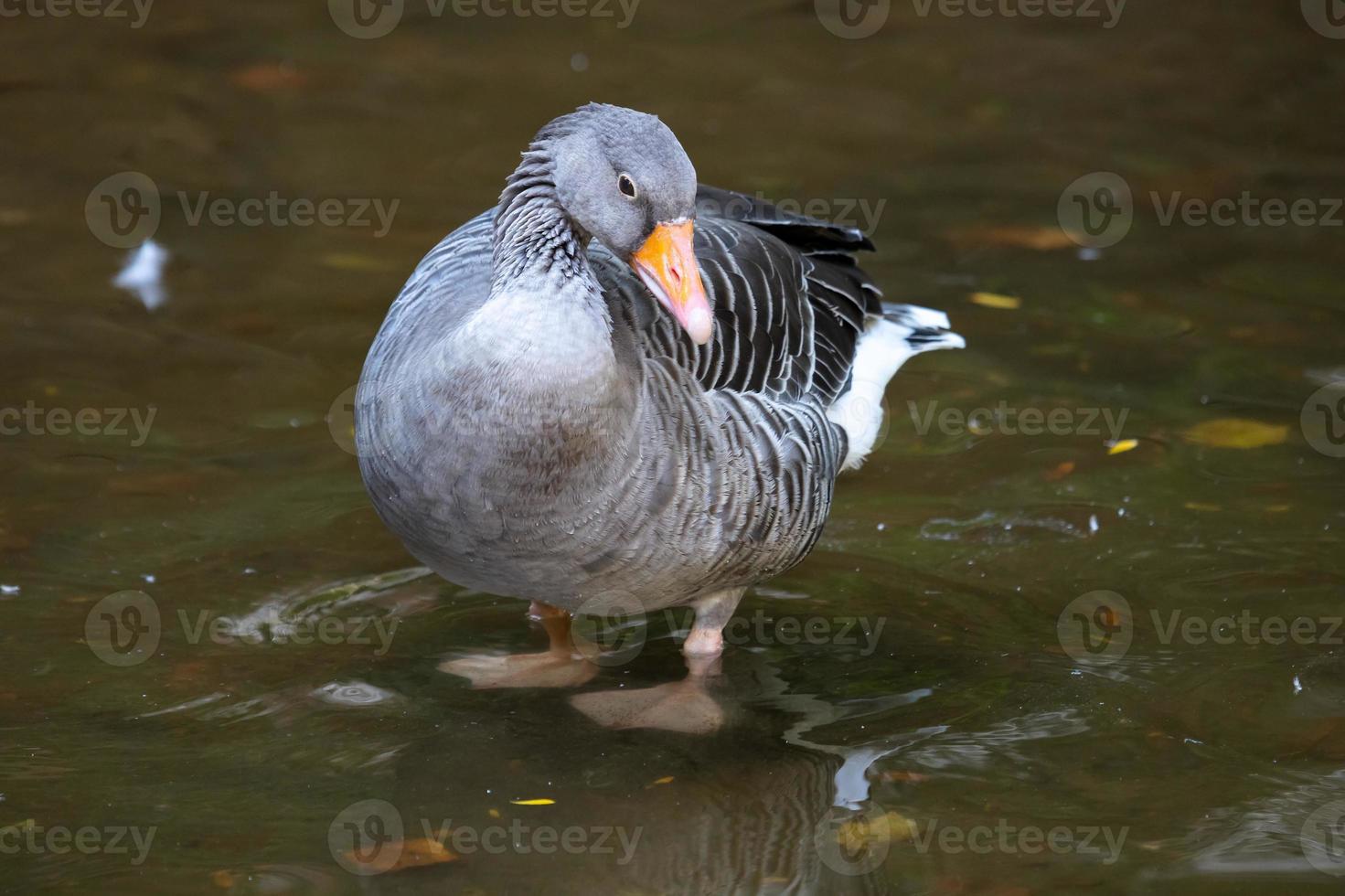 Greylag goose. Bird and birds. Water world and fauna. Wildlife and zoology. photo