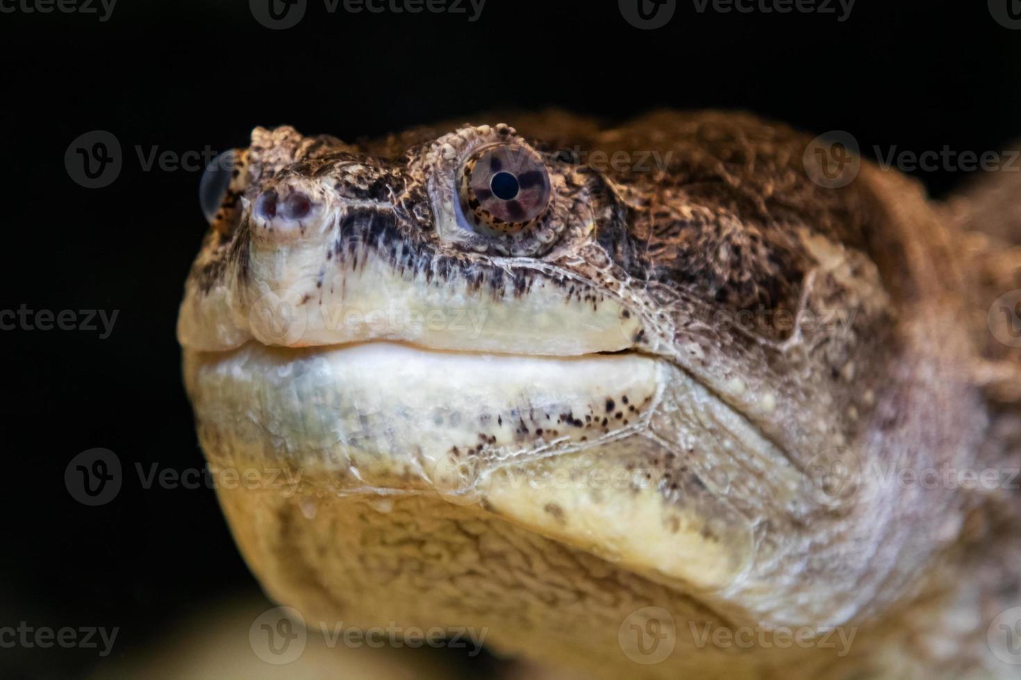 Common snapping turtle. Reptile and reptiles. Amphibian and Amphibians. Tropical fauna. Wildlife and zoology. photo