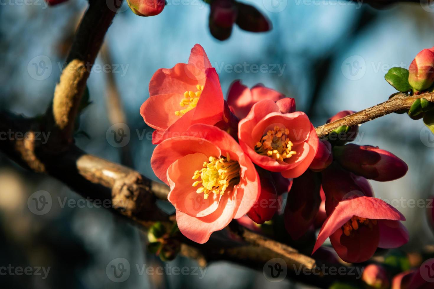 Pink flower tree in the garden. Plant, herb and vegetable. Nature photography. photo