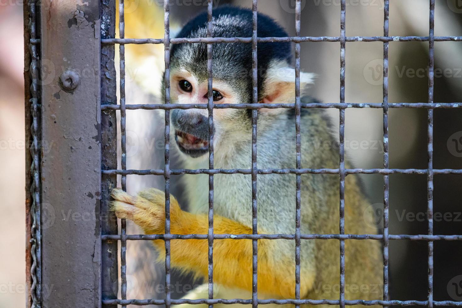 Bolivian Squirrel Monkey. Mammal and mammals. Land world and fauna. Wildlife and zoology. photo