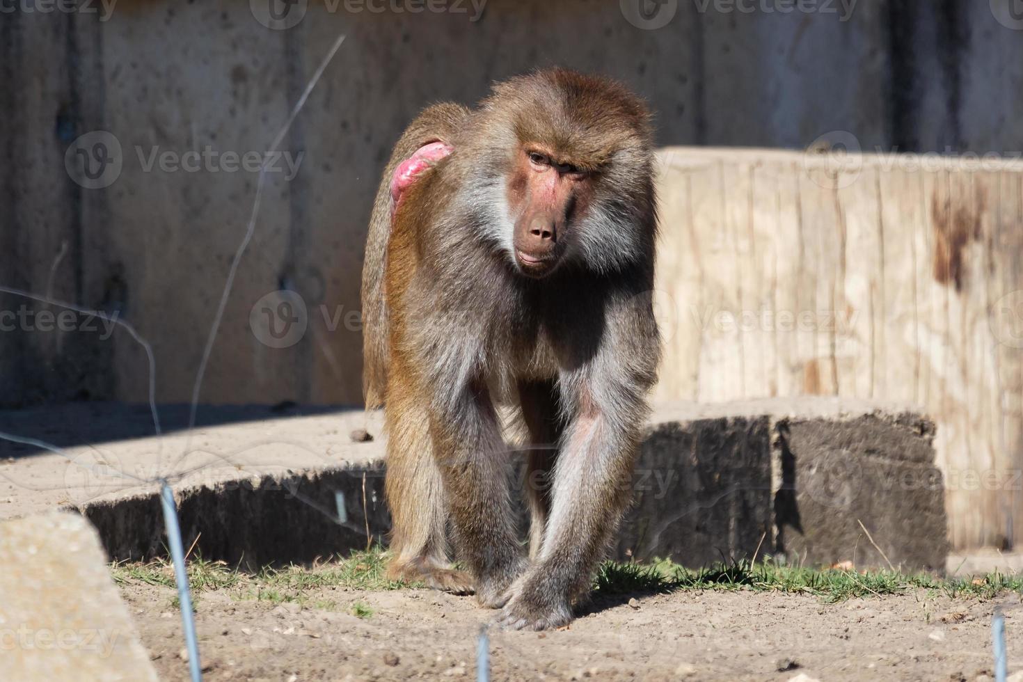 Baboon monkey. Mammal and mammals. Land world and fauna. Wildlife and zoology. photo