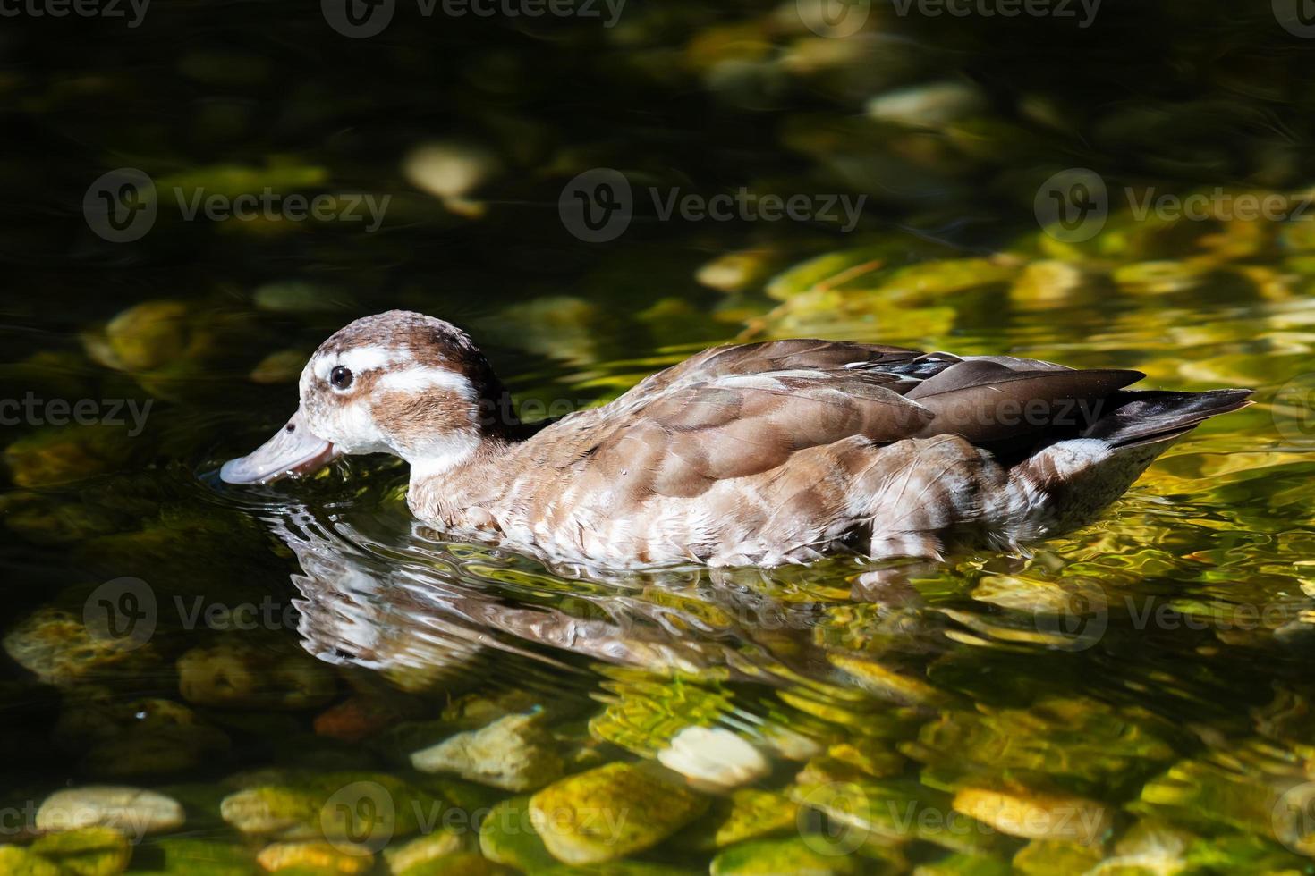 White-cheeked pintail duck. Bird and birds. Water world and fauna. Wildlife and zoology. photo