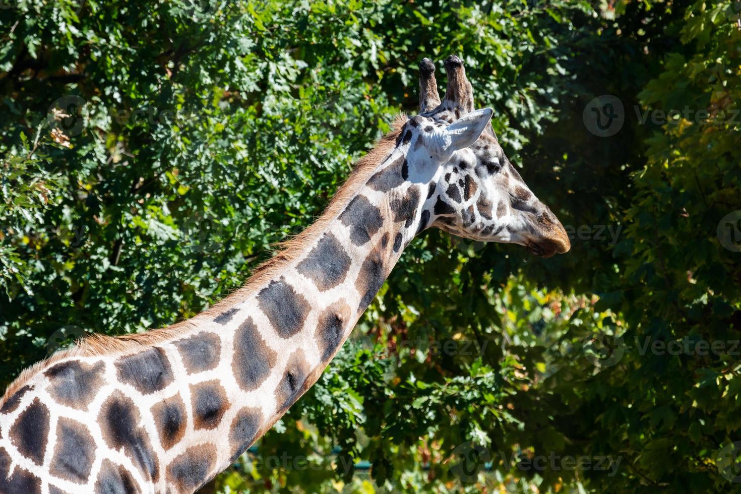 Rothschilds giraffe. Mammal and mammals. Land world and fauna. Wildlife and zoology. photo