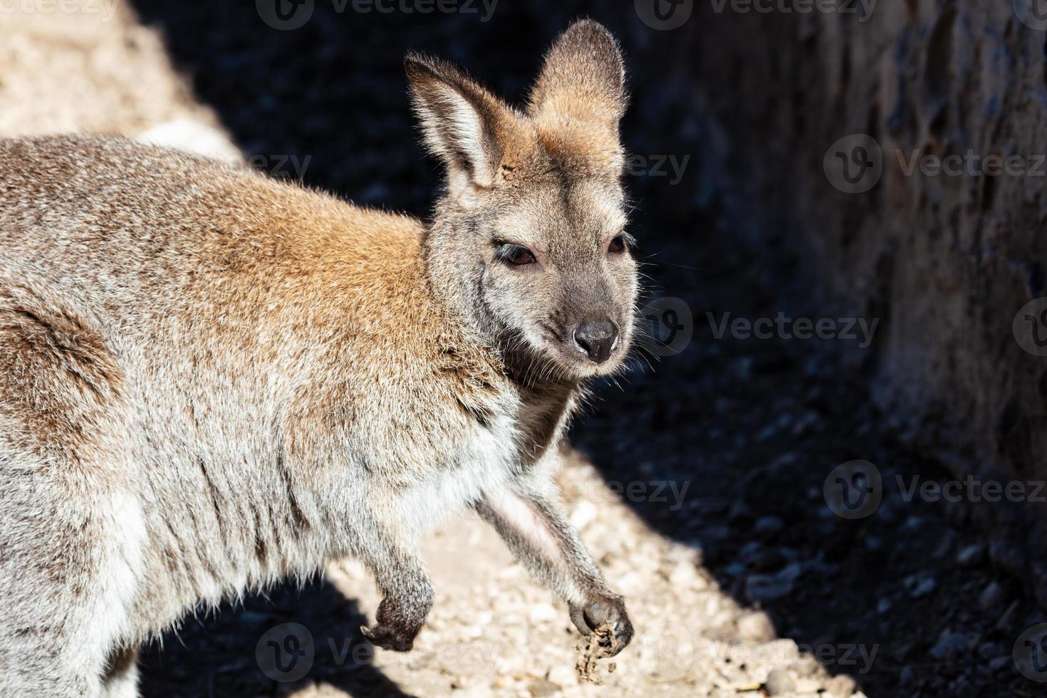 Red-necked wallaby. Mammal and mammals. Land world and fauna. Wildlife and zoology. photo