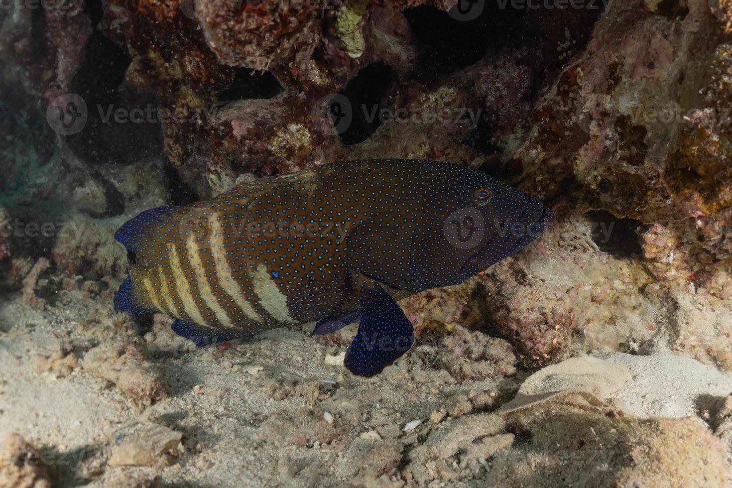 Fish swim in the Red Sea, colorful fish, Eilat Israel photo