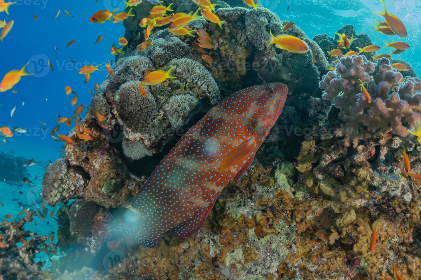 Fish swim in the Red Sea, colorful fish, Eilat Israel photo