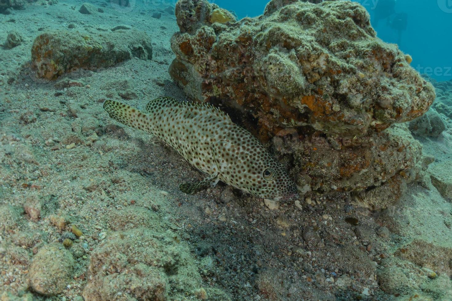 Fish swim in the Red Sea, colorful fish, Eilat Israel photo