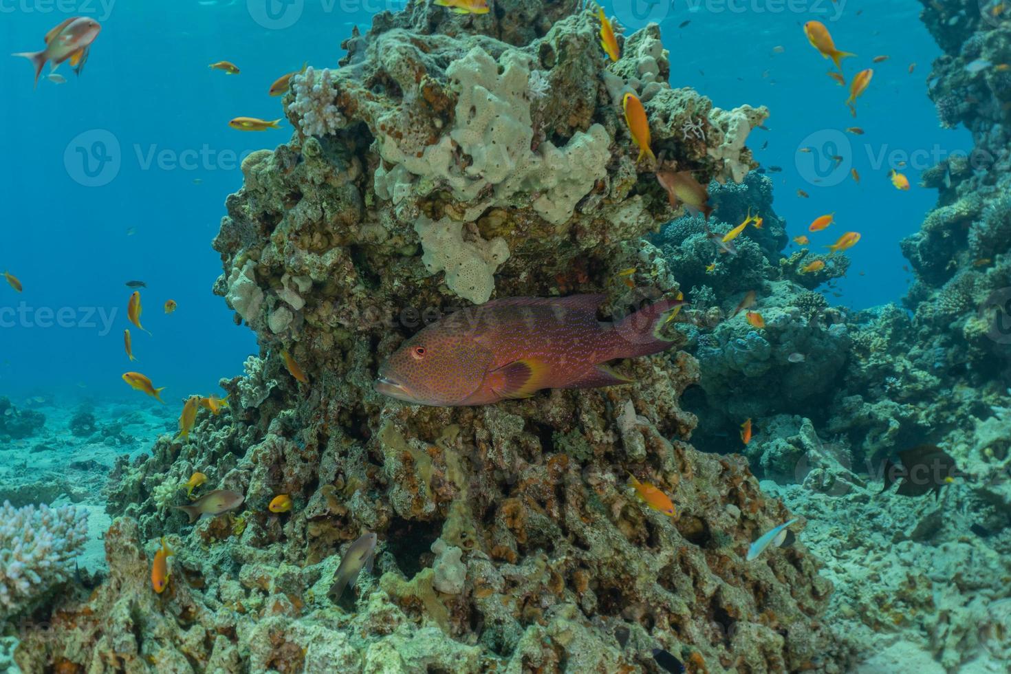 Fish swim in the Red Sea, colorful fish, Eilat Israel photo