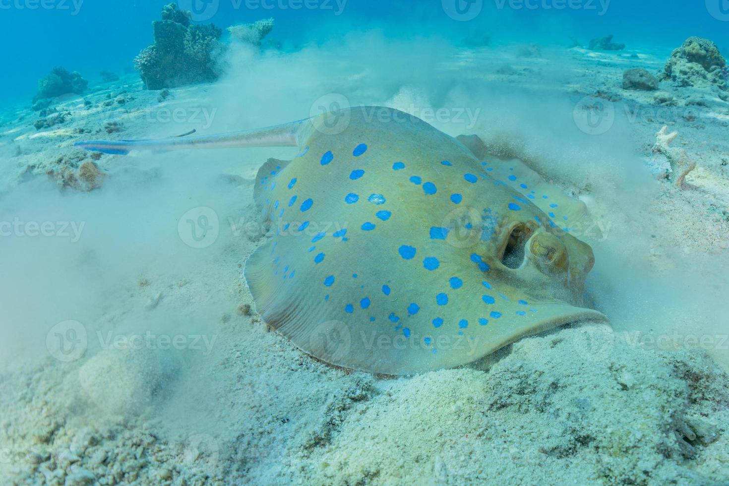 Blue-spotted stingray On the seabed  in the Red Sea photo