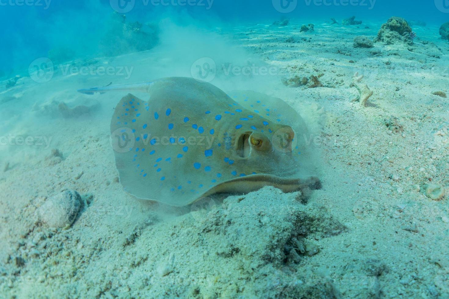 Blue-spotted stingray On the seabed  in the Red Sea photo