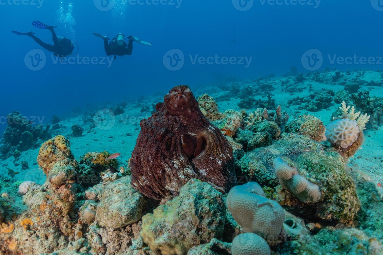 Pulpo rey del camuflaje en el mar Rojo, Eilat, Israel foto