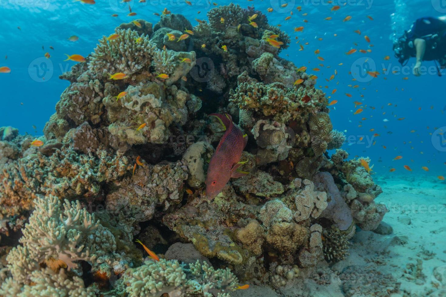 Arrecifes de coral y plantas acuáticas en el mar rojo, eilat israel foto