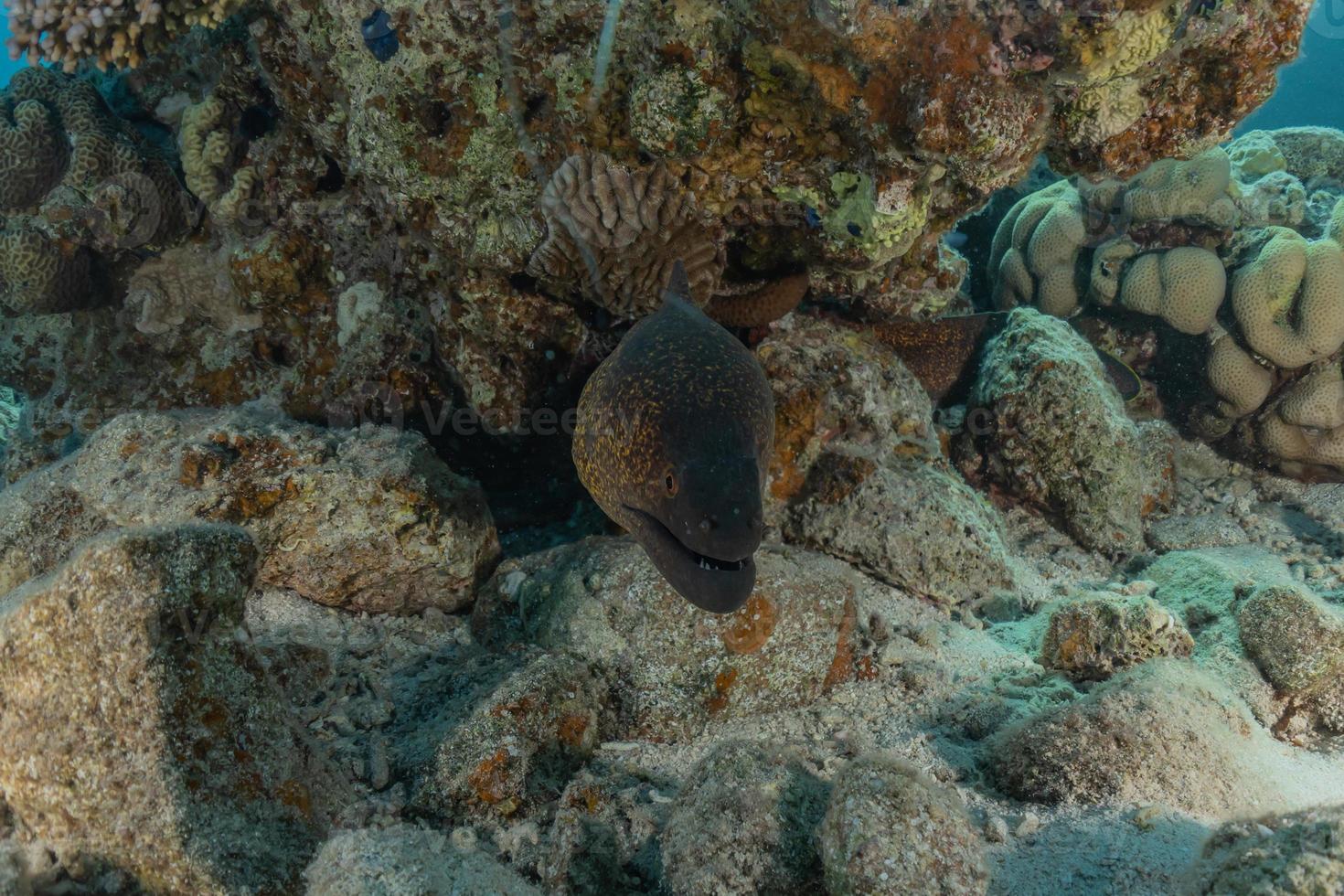 Morena mooray lycodontis undulatus en el mar rojo, eilat israel foto