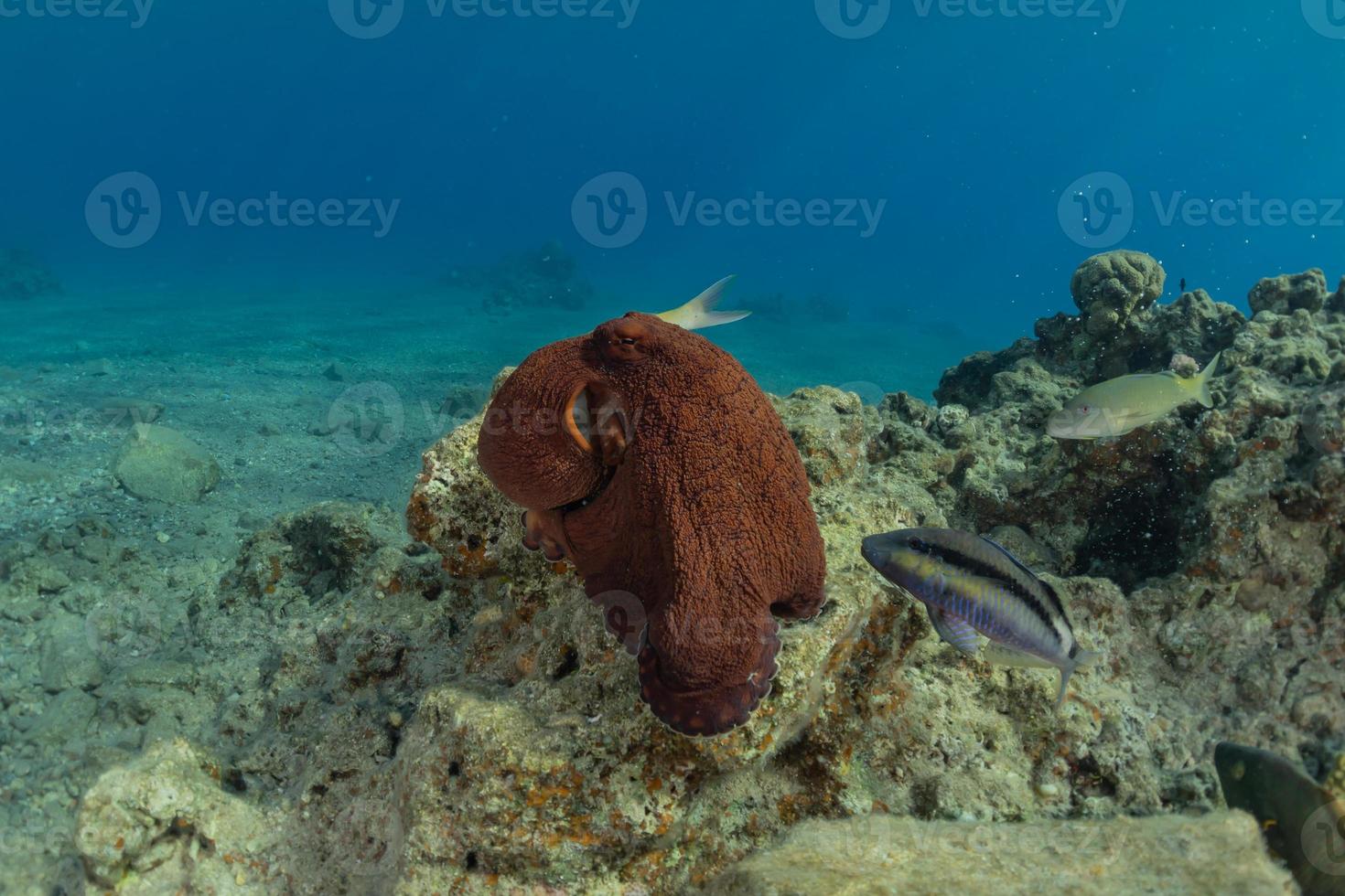 Octopus king of camouflage in the Red Sea, Eilat Israel photo