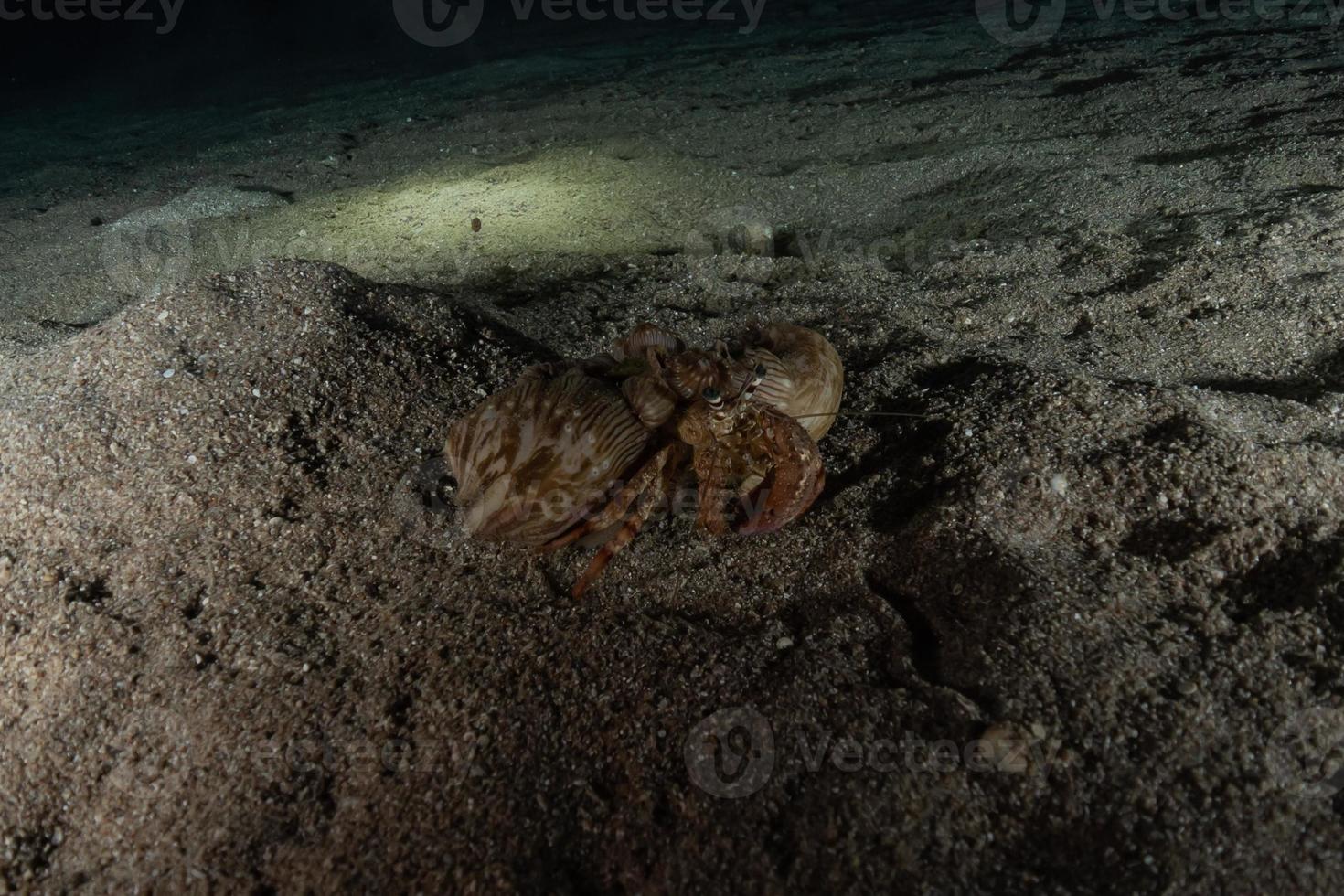 Pulpo rey del camuflaje en el mar Rojo, Eilat, Israel foto