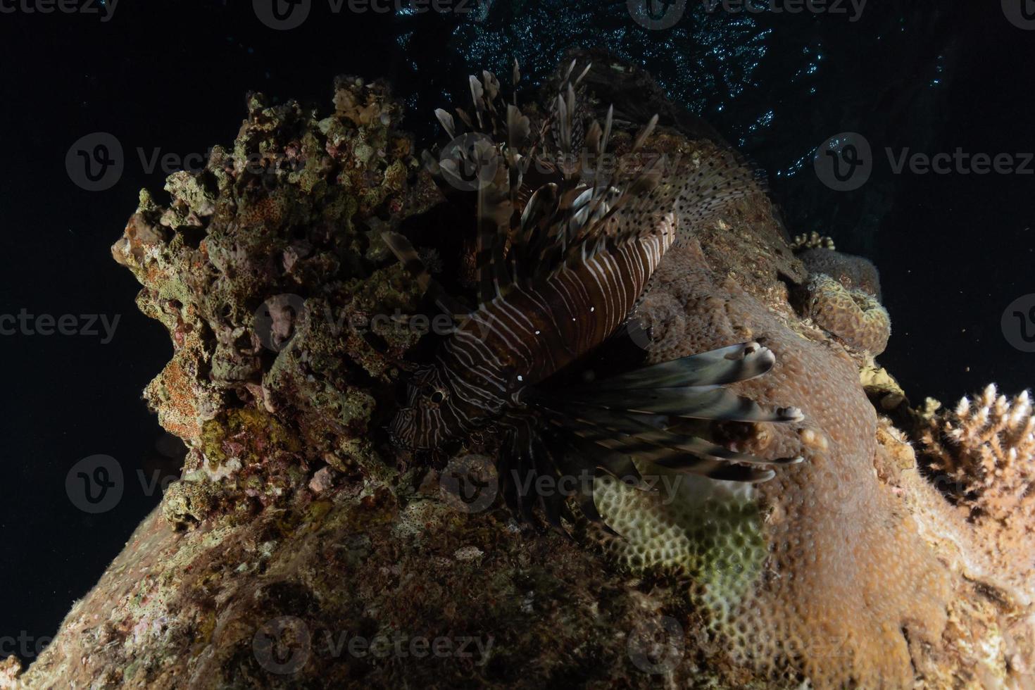 Octopus king of camouflage in the Red Sea, Eilat Israel photo