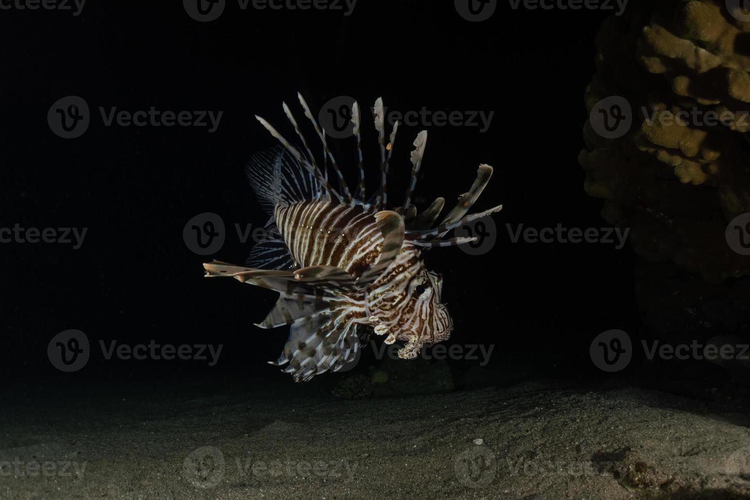 Lion fish in the Red Sea colorful fish, Eilat Israel photo