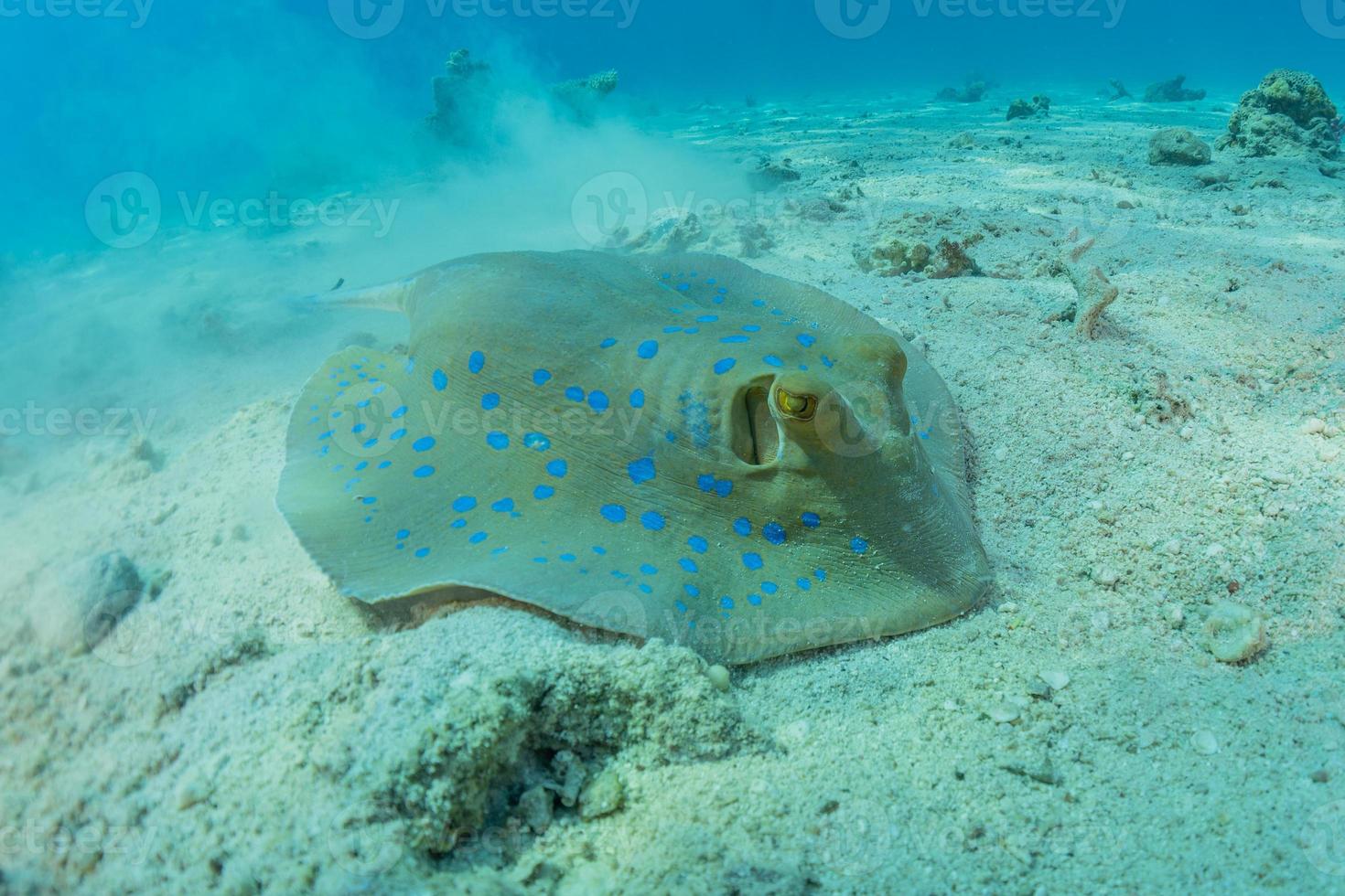 Blue-spotted stingray On the seabed  in the Red Sea photo