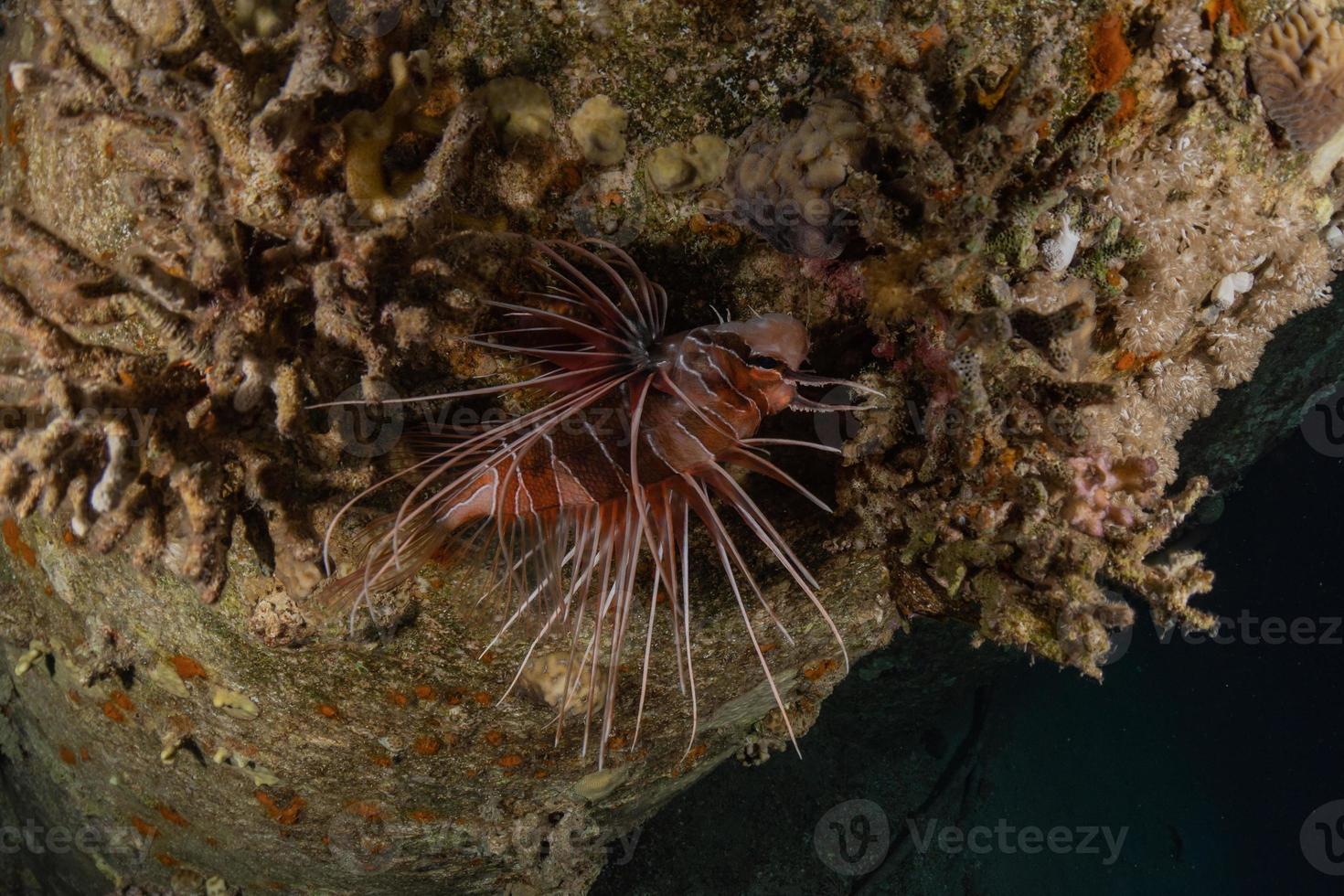 pez león en el mar rojo peces de colores, eilat israel foto