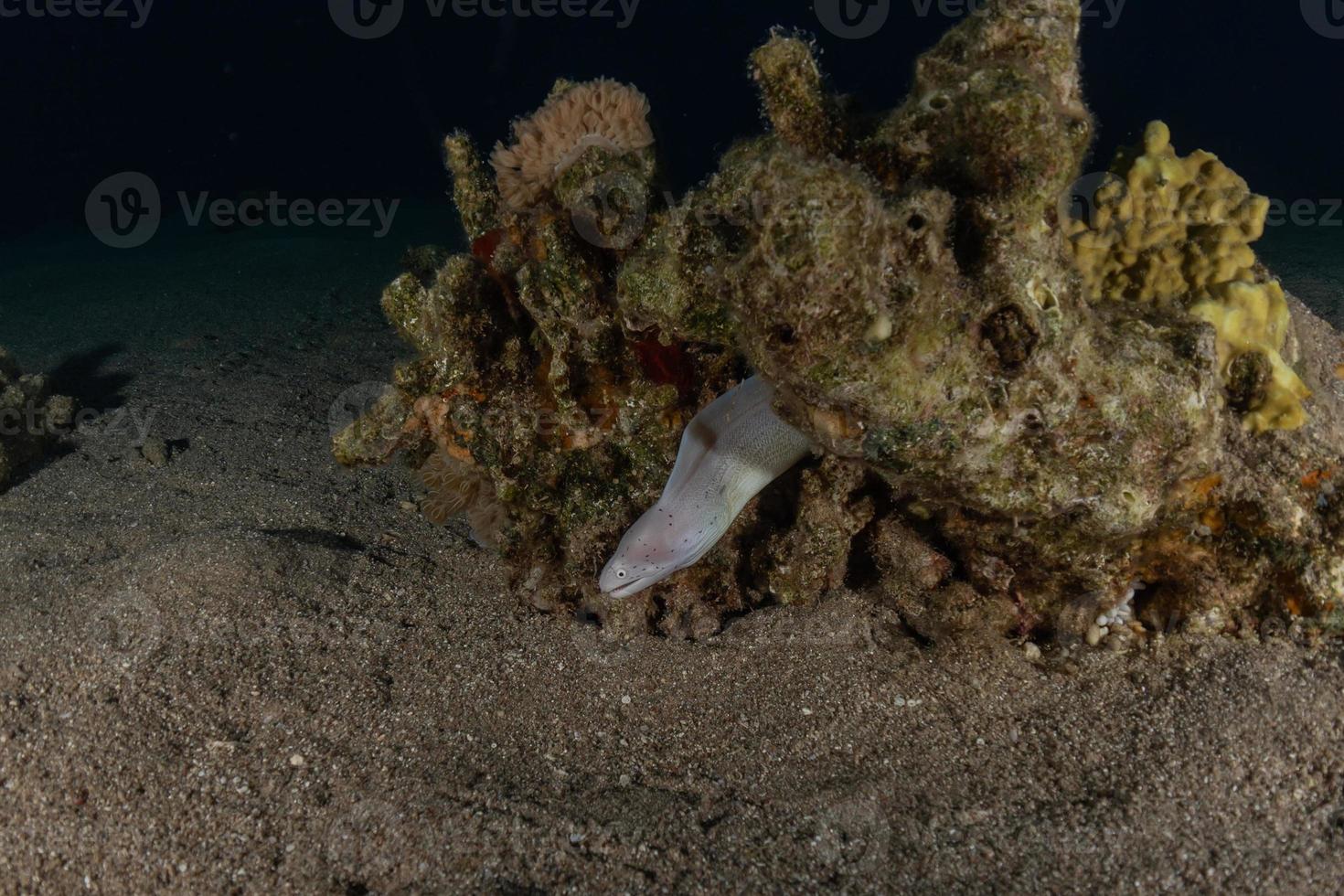 Morena mooray lycodontis undulatus en el mar rojo, eilat israel foto