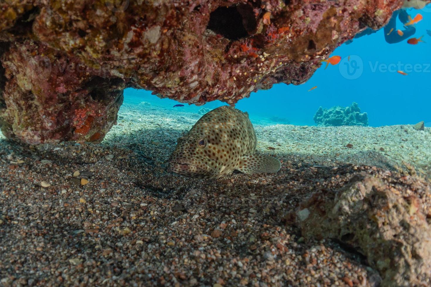 peces nadan en el mar rojo, peces de colores, eilat israel foto