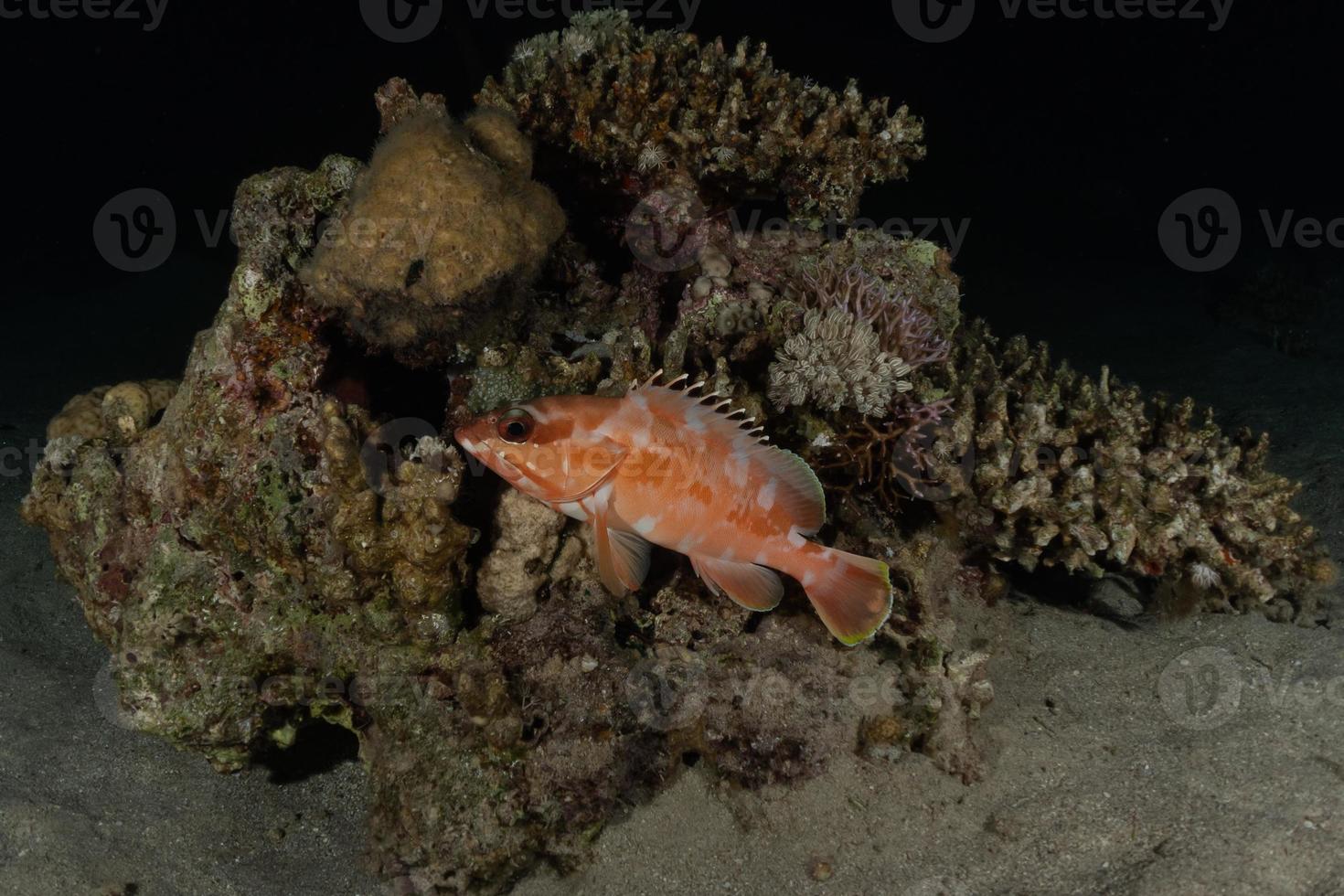 Fish swim in the Red Sea, colorful fish, Eilat Israel photo