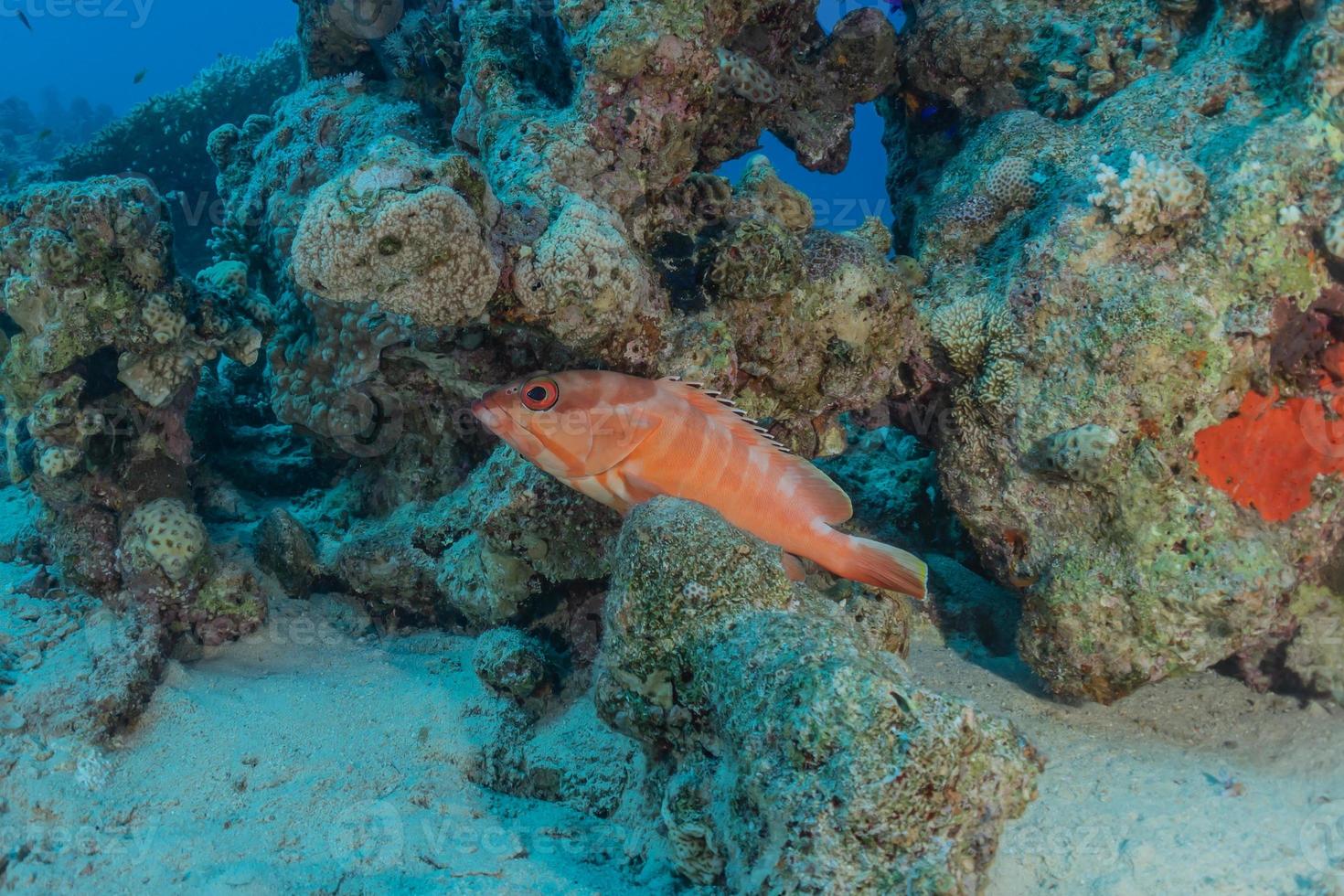 Fish swim in the Red Sea, colorful fish, Eilat Israel photo