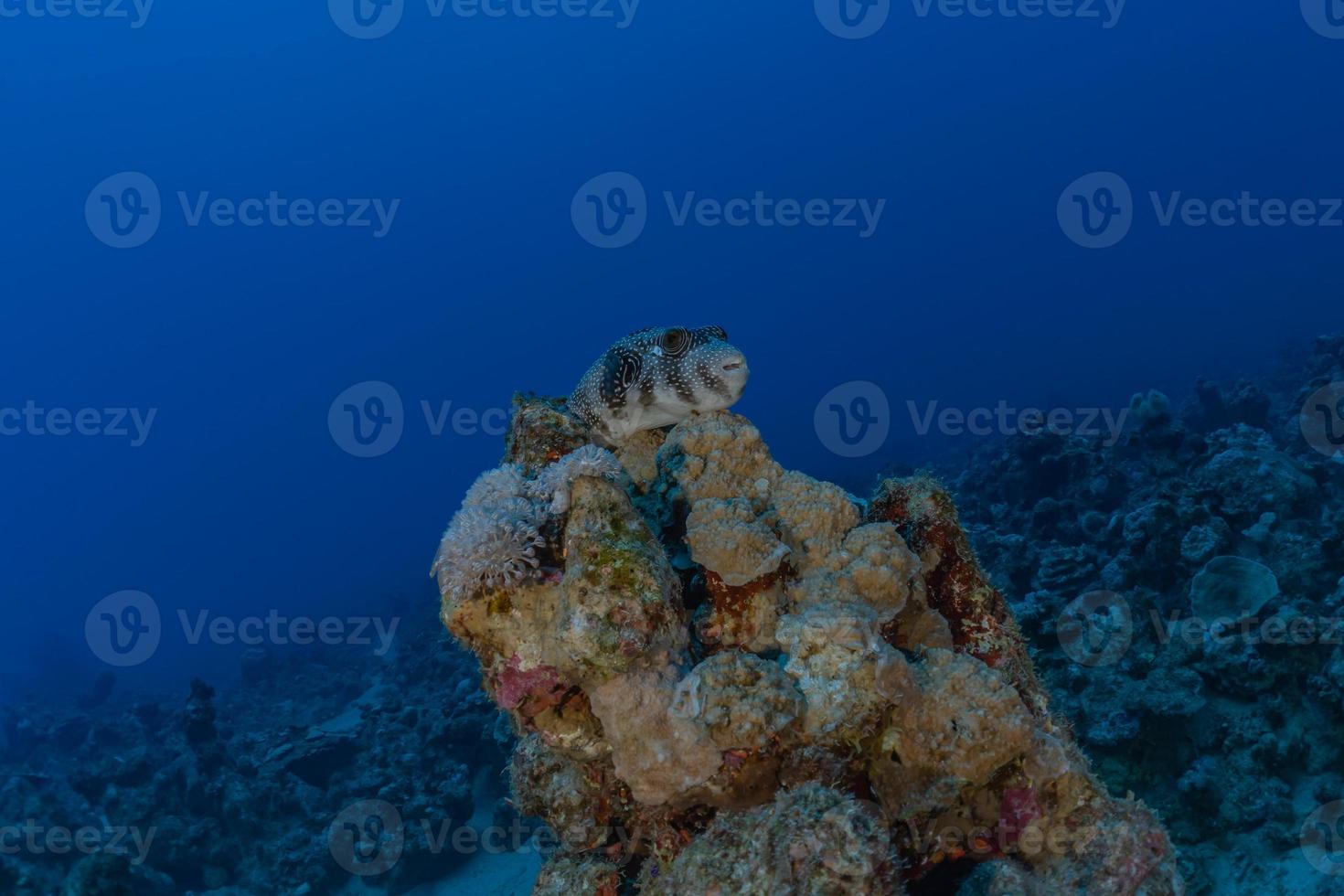 Coral reef and water plants in the Red Sea, Eilat Israel photo