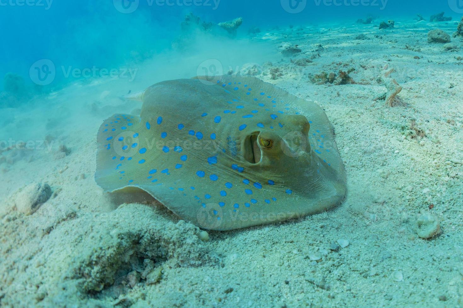 Blue-spotted stingray On the seabed  in the Red Sea photo