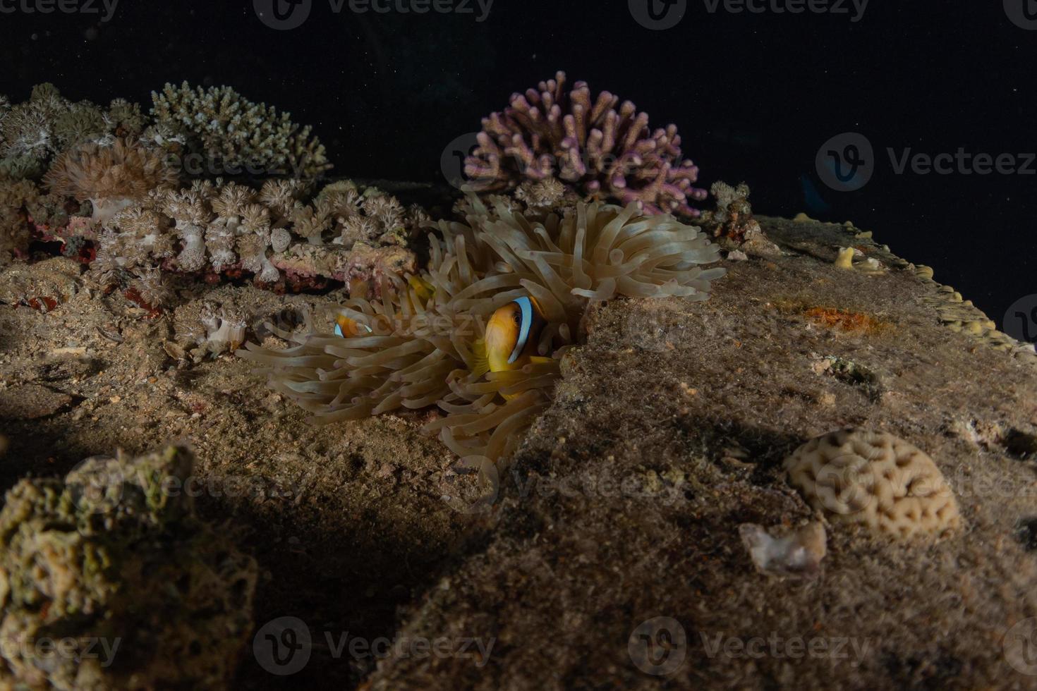 Arrecifes de coral y plantas acuáticas en el mar rojo, eilat israel foto