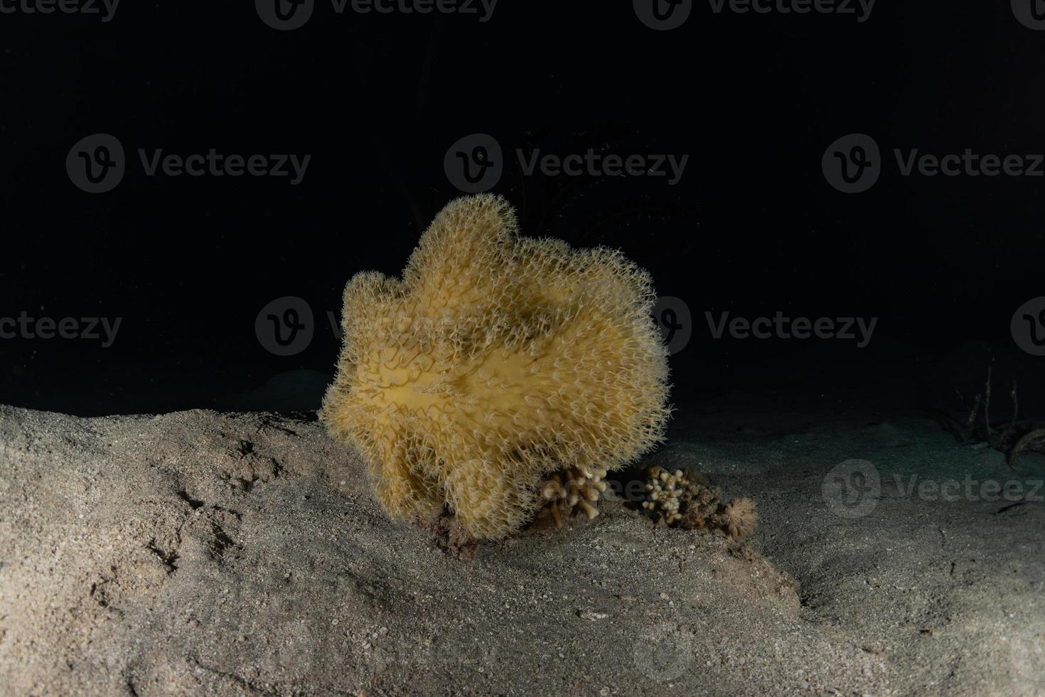 Coral reef and water plants in the Red Sea, Eilat Israel photo