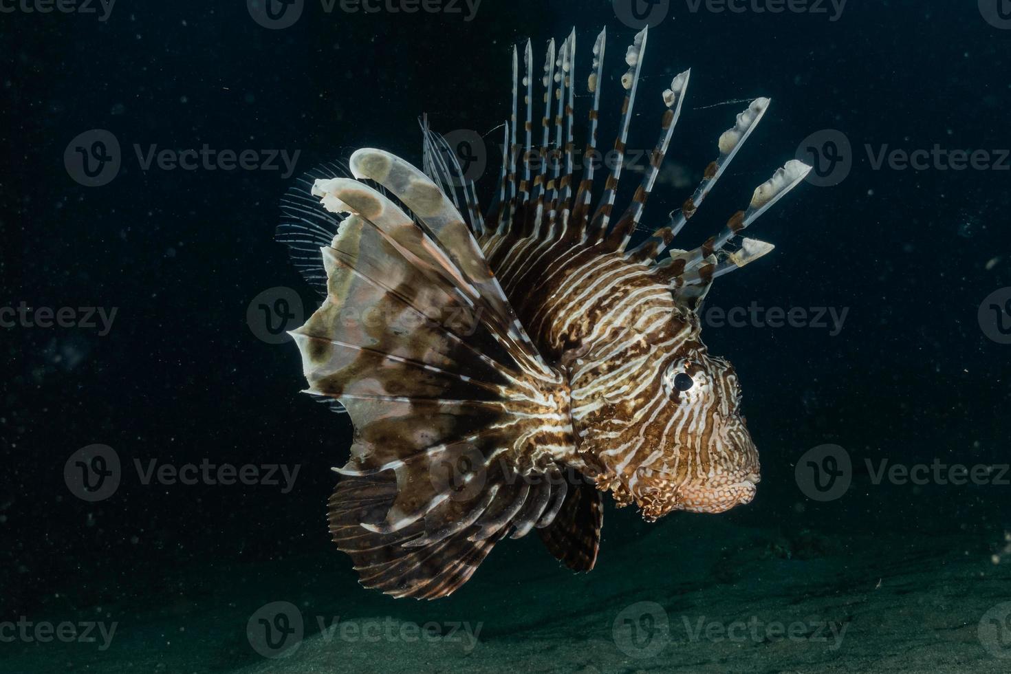 Lion fish in the Red Sea colorful fish, Eilat Israel photo