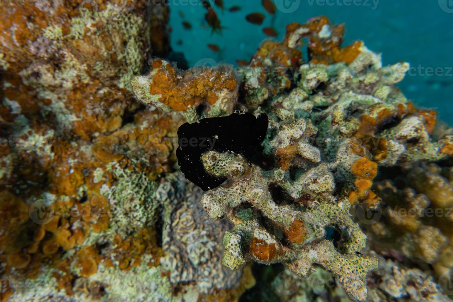 Coral reef and water plants in the Red Sea, Eilat Israel photo