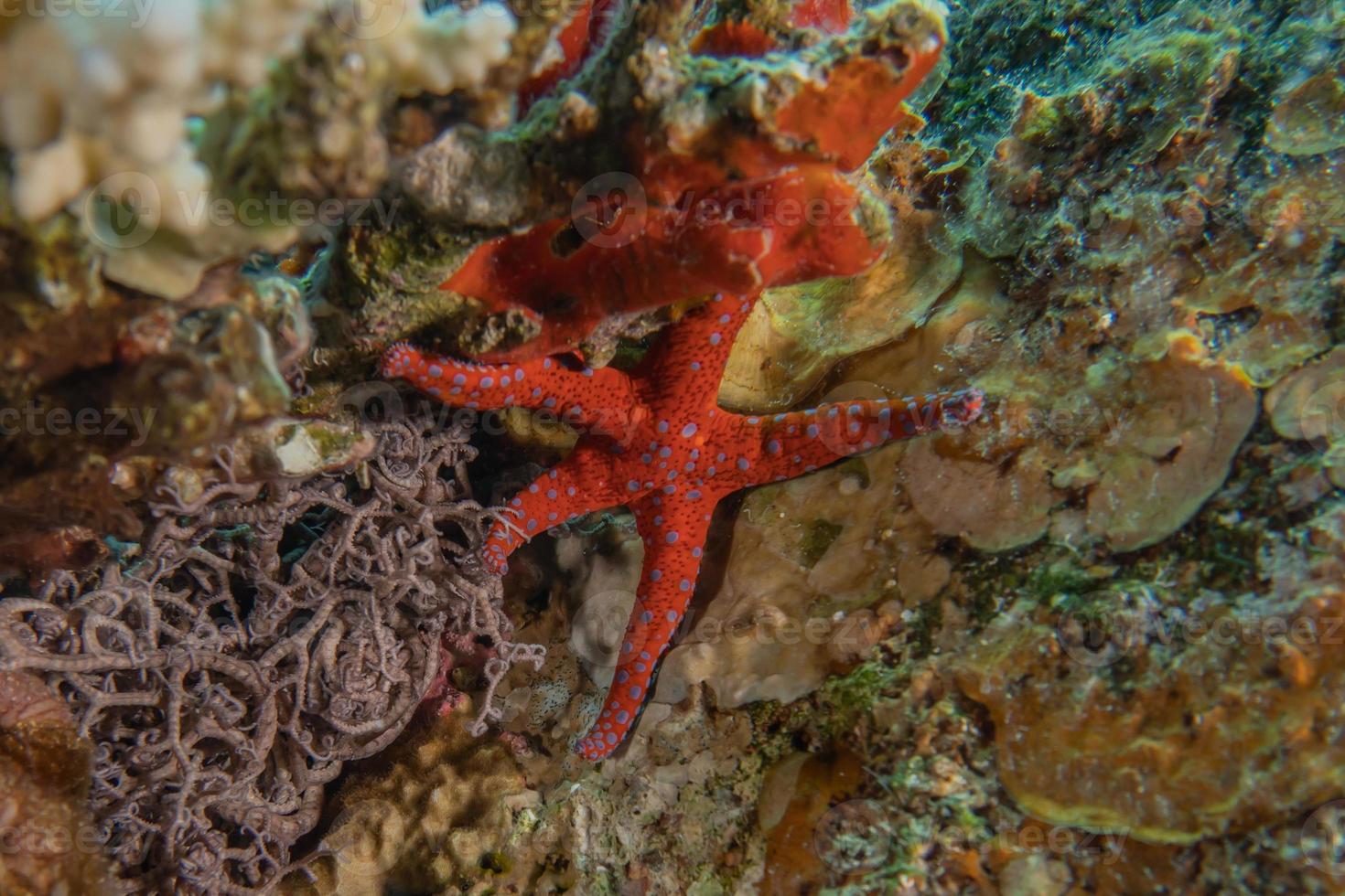 Estrella de mar en el fondo del mar rojo, Eilat, Israel foto