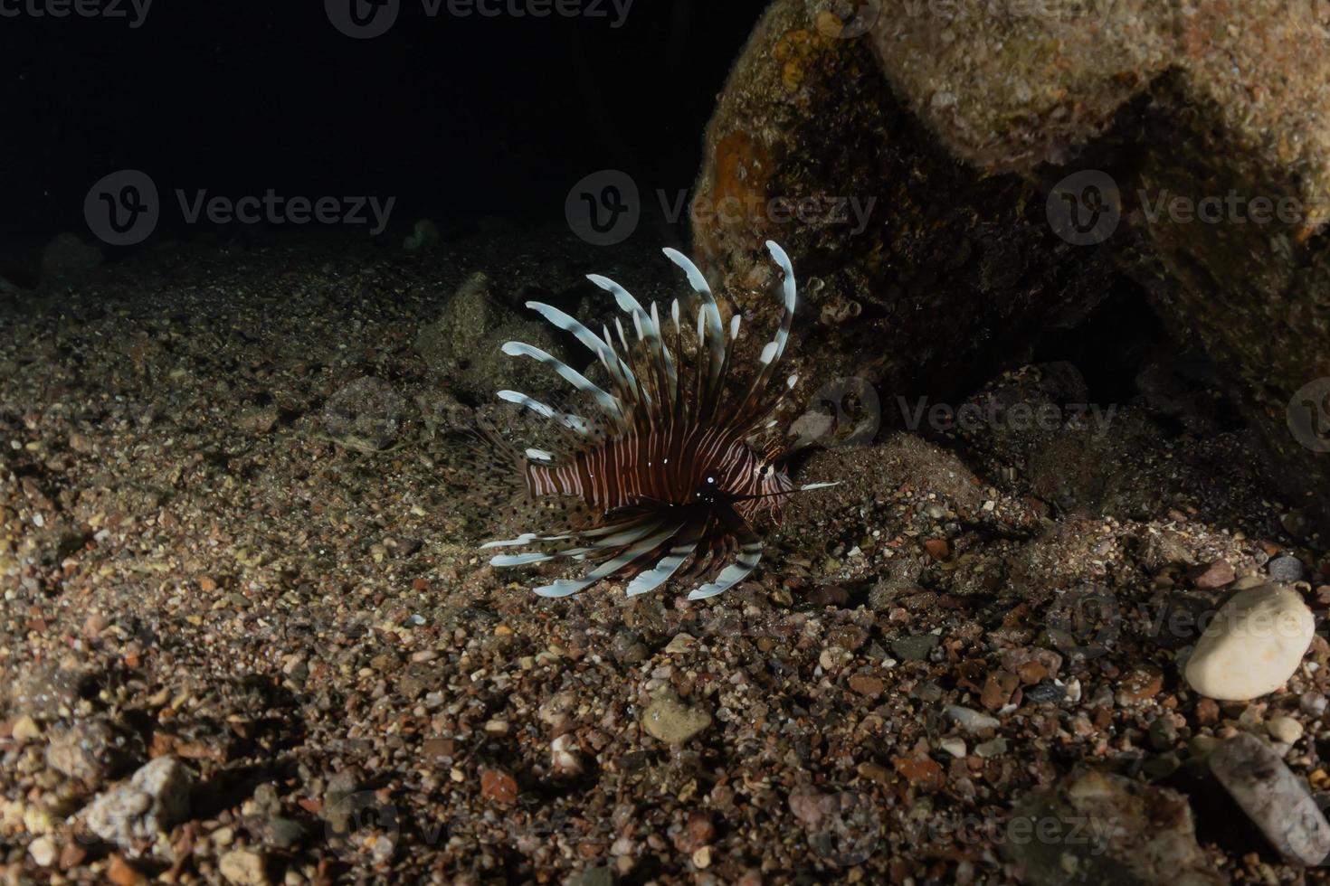 Lion fish in the Red Sea colorful fish, Eilat Israel photo