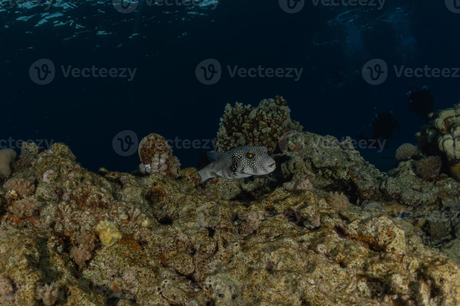 Morena mooray lycodontis undulatus en el mar rojo, eilat israel foto