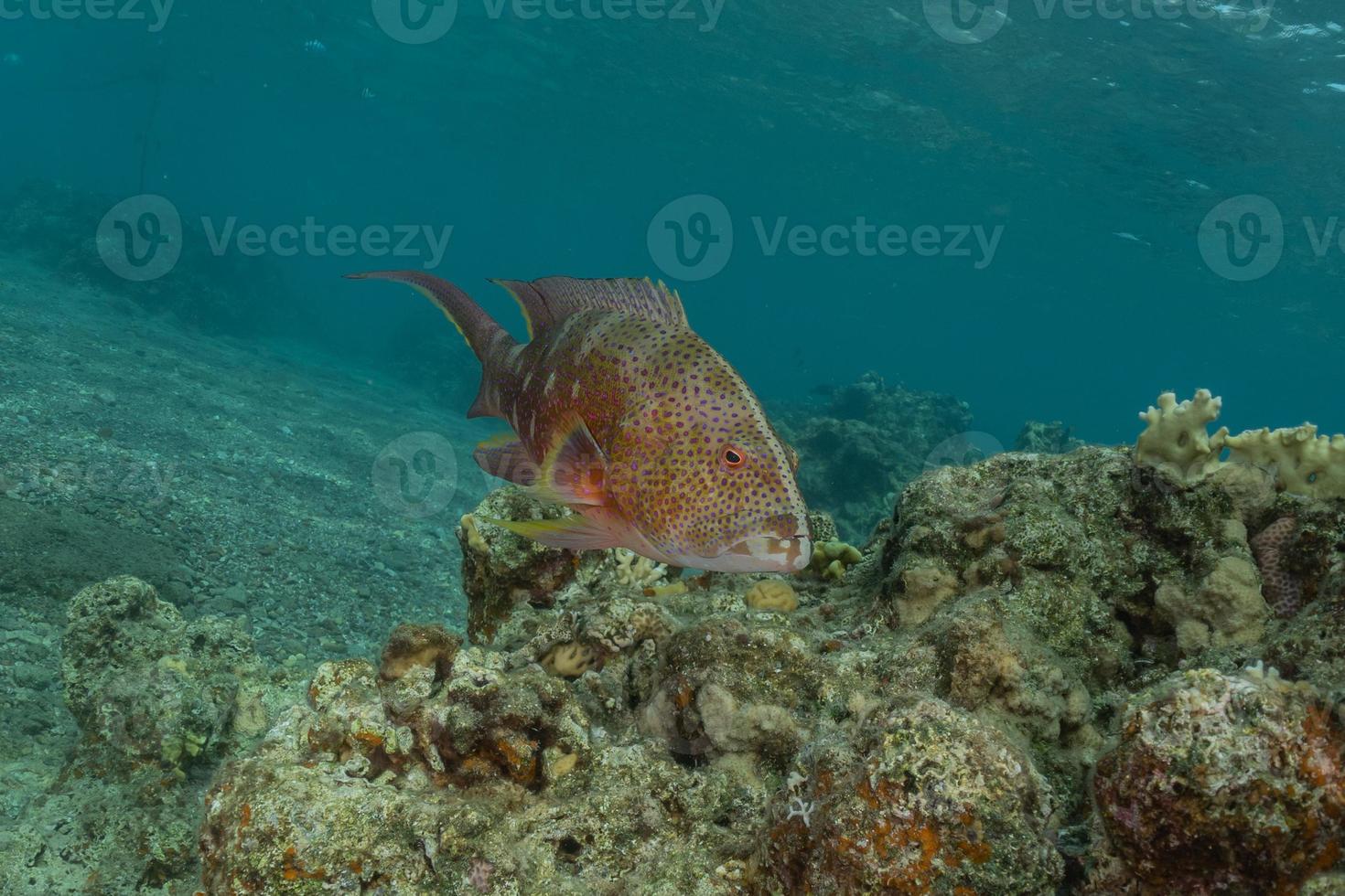 Fish swim in the Red Sea, colorful fish, Eilat Israel photo