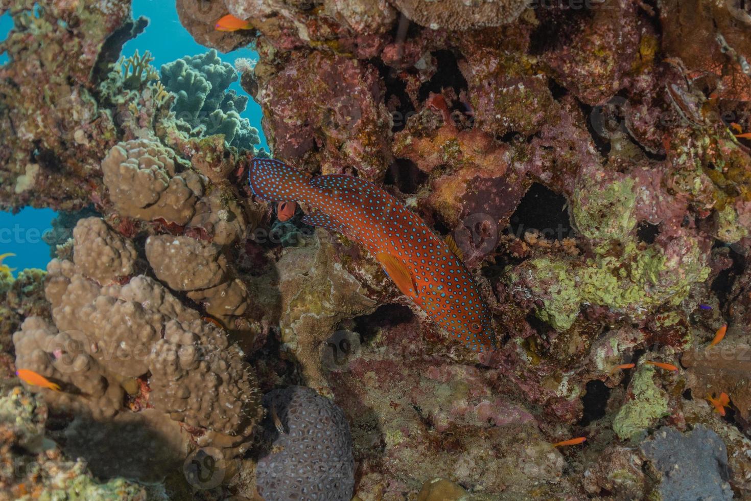 Fish swim in the Red Sea, colorful fish, Eilat Israel photo