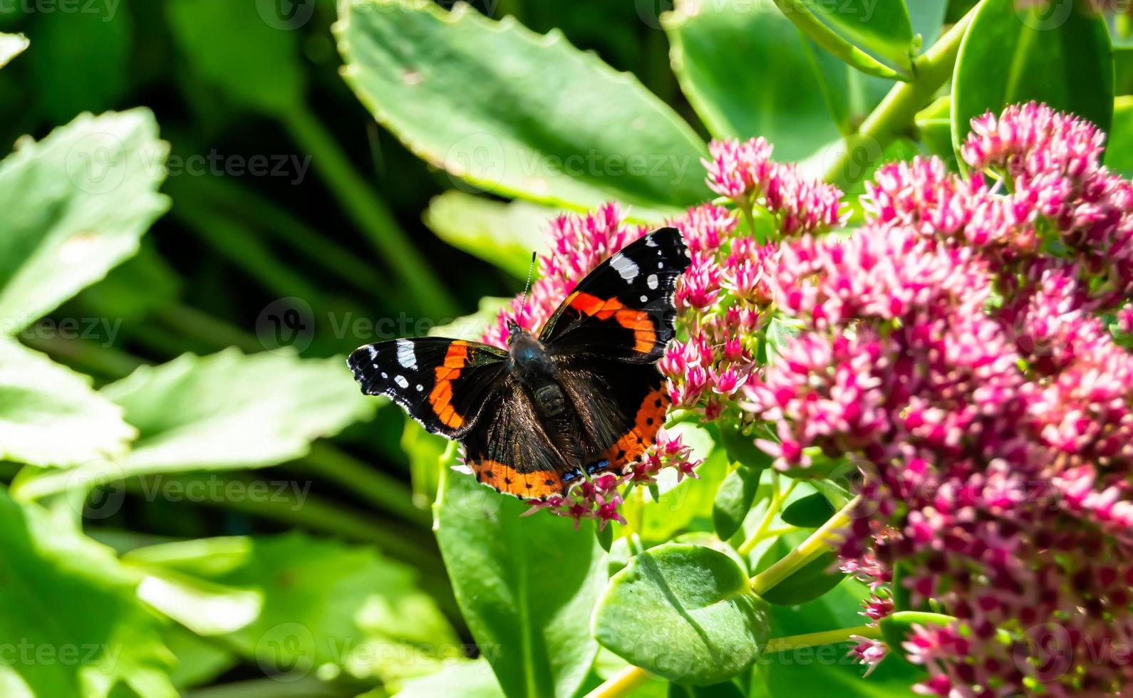 Photography to theme beautiful black butterfly Monarch photo