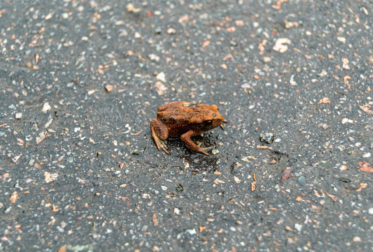 fotografía al tema hermosa rana marrón anfibio foto