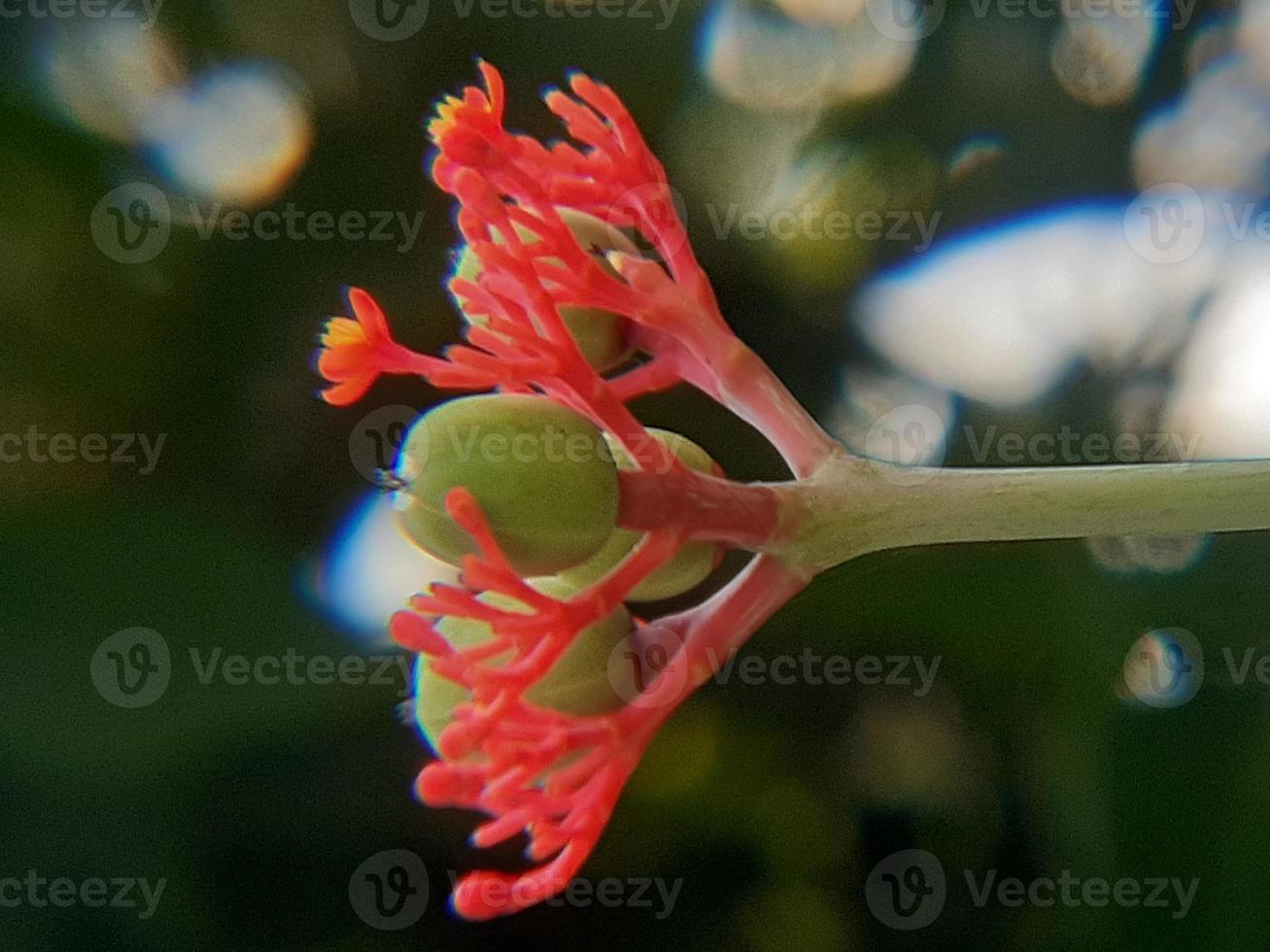 Cerca de semilla verde con flor roja y fondo desenfocado foto