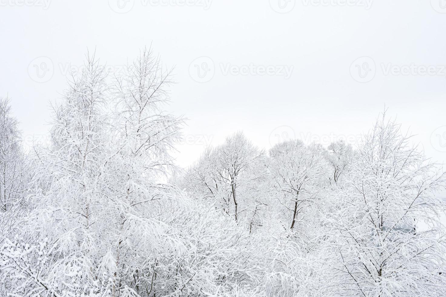 bosque de nieve de invierno foto