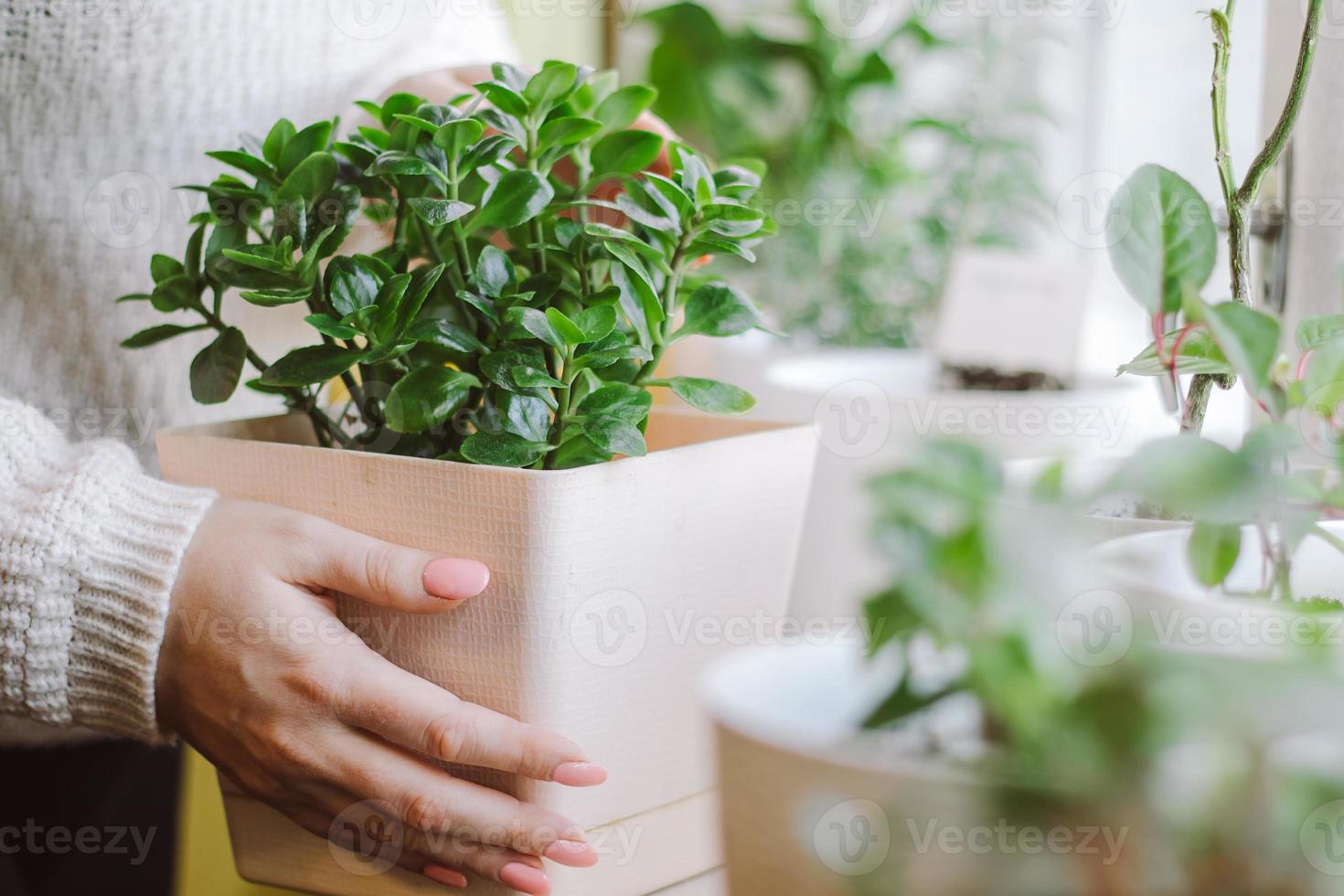 mujer sostiene una maceta con una planta casera en sus manos. foto