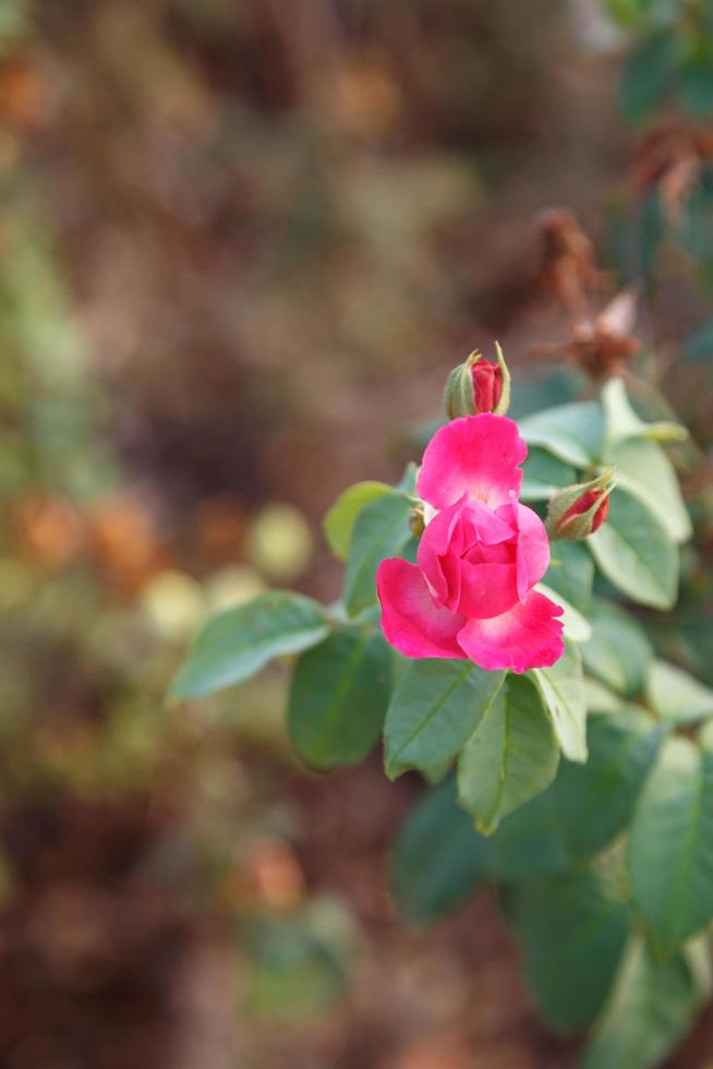 hermosas rosas rosadas del rosal foto