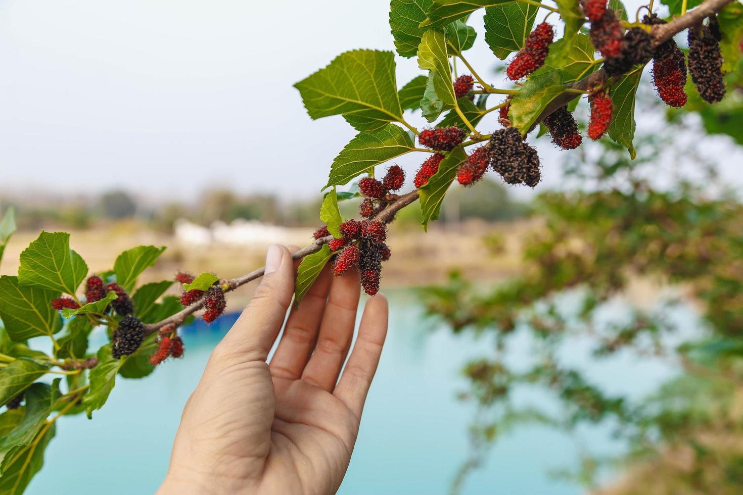 Fresh mulberry from the mulberry tree photo