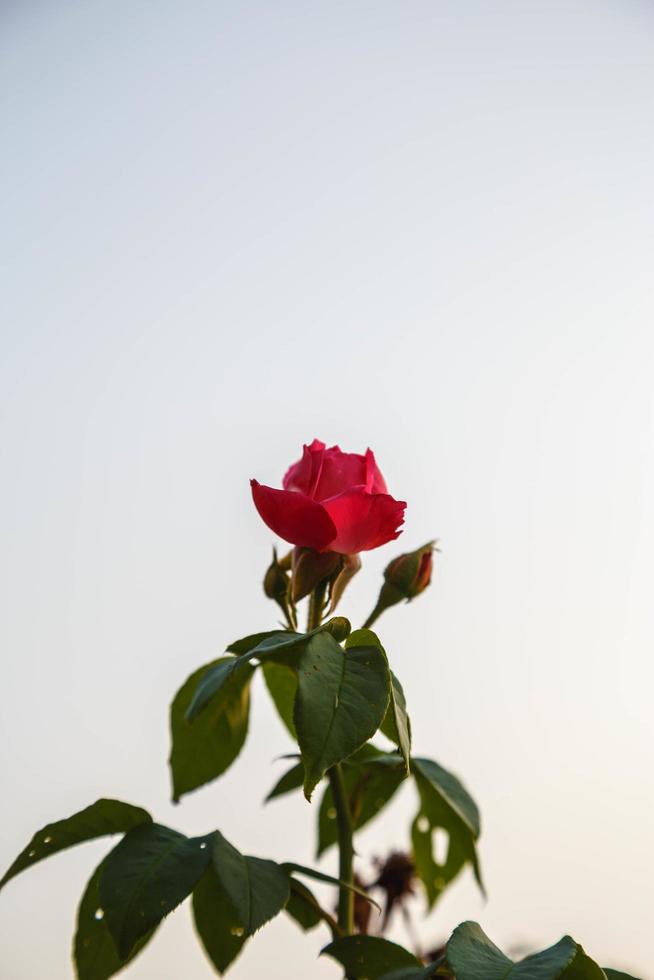 una rosa roja y un cielo nublado foto