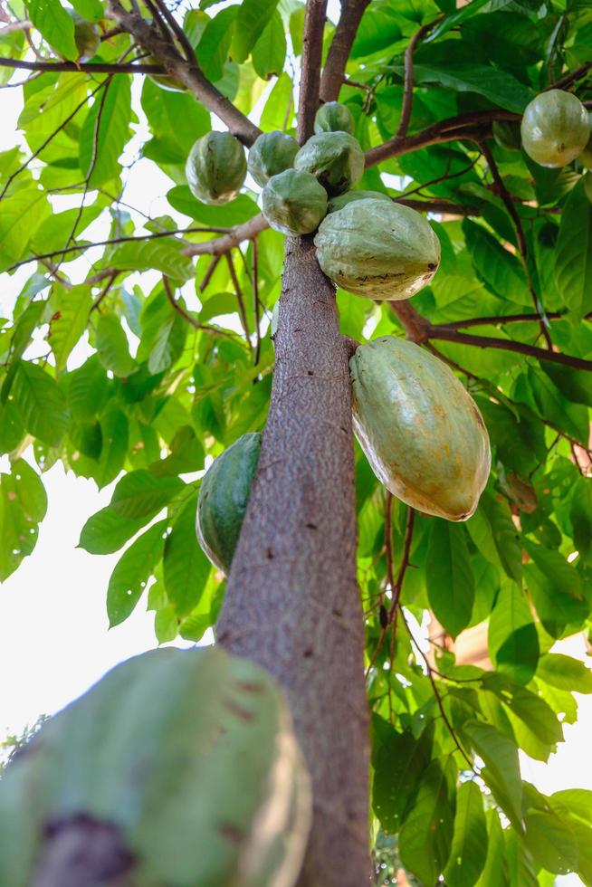 Raw cacao pods and cocoa fruit trees in the cocoa plantation. photo